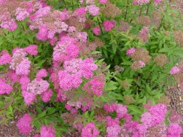 spirea bumalda anthony waterer.jpg