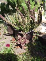 stapelia variegata.jpg