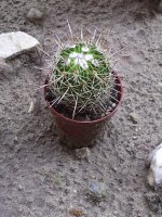 stenocactus.jpg