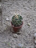 stenocactus1.jpg