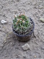 stenocactus2.jpg