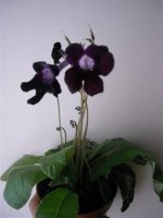 streptocarpus.jpg
