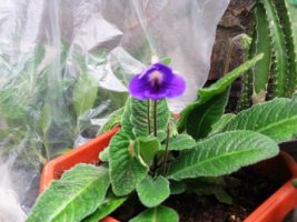 streptocarpus.jpg