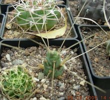 tephrocactus reicheanus.jpg