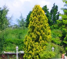 thuja.jpg