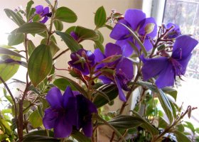 tibouchina6.jpg