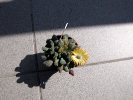 titanopsis.jpg
