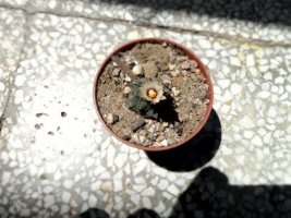 turbinocarpus.jpg