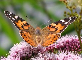 vanessa-cardui.jpg