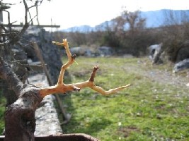 Vinici 034.jpg
