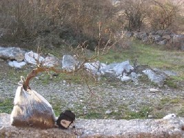 Vinici 042.jpg