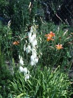 yucca.jpg