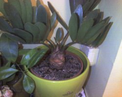zamia.jpg