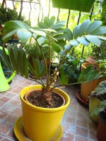 zamia2.jpg