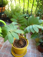 zamia.jpg