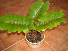 zamia f.jpg