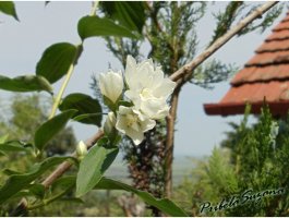 zamirisao jasmin.jpg