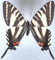 zebra.jpg