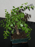 zelkova2.jpg