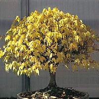 zelkova.jpg