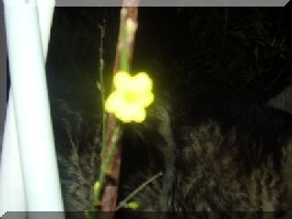 zimski jasmin.jpg