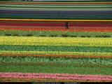 tulipani.jpg