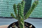 Euphorbia 

Euforbia   je veoma neobicna sukulentna biljka koja potice iz juzne Afrike. Voli suncane polozaje i umereno zalivanje tokom leta. Preko zime se cuva u toplijim prostorijama ( 10 stepeni) i zalivanje se smanjuje. Voli propusno zemljiste.
Voli suncana mesta. Preko zime se cuva u prohladnoj prostoriji. Supstrat mora biti suv izmedju dva zalivanja.

Kupujete biljku sa slike



