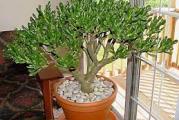 Crassula ovata - Drvo novca

Crassula  je veoma dekorativna sukulentna biljka divne razgranate forme. Preko leta dobro podnosi  sunce. Preko zime se cuva u kuci. Leti se zaliva umereno, 2 do 3 puta nedeljno, preko zime jako malo.

Kupujete biljke sa poslednje slike.

