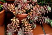 Graptosedum Bronze

GRAPTOSEDUM  je veoma dekorativna sukulentna biljka divne crveno - bronzane rozete. Preko leta podnosi najjace sunce. Preko zime se cuva u kuci. Leti se zaliva umereno, 2 do 3 puta nedeljno, preko zime jako malo.

Kupujete biljke sa poslednje slike.

Kupujete biljku sa poslednje slike.