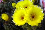 Notocactus ottonis

Opis: Parodia ottonis, poznatiji kao Notocactus ottonis, uobičajen je atraktivan patuljasti kaktus koji se skuplja i posebno je zabavan jer sazreva i cveta u ranoj dobi. Ovo je jedna od najraznovrsnijih vrsta u rodu i ima mnogo nepotrebnih sinonima i obuhvata mnoštvo različitih regionalnih oblika.  Generacije kaktofila su ovu biljku imale kao jednu od svojih prvih nabavki, a malo je njih moglo biti razočarano njenom lakom kultivacijom i navikom slobodnog cvetanja.

Navika: U početku jednostavno, obično grupisanje, biljke mogu formirati velike grudvice razvijajući pomake na stolonima koji mogu izroniti do 20 cm od matične biljke,

Stabljike: Manje-više sferične, u osnovi sužene, eventualno cilindrične sa spljoštenim vrhom, prečnika 2-15 cm (uglavnom manje od 10 cm), svetle. Tamnozelena, plavičasto zelena i može postati duboko ljubičasta do kestenjasta tokom zimskog mirovanja, mada se ova boja može zadržati ako se uzgaja na dovoljno svetlosti. Međutim, novi rast je zelen, ali će uskoro potamniti kako bi odgovarao starijoj epidermi.

Bodlje: Vitka kosa, ravna, zakrivljena ili uvijena, relativno retka koja ne skriva epidermu.

Cvetovi: 3,5-6 cm u prečniku, retko apikalno zbijeno, svetlo satenski žute boje u jednoj retkoj varijanti narandžasto-crvene, perikarpele i cevčica sa gustom belom do smećkastom vunom i čekinjama. Stigma-režnjevi su obično crveni ili ljubičasti, retko narandžasti ili žuti.

Plod: Jajoliko do kratko duguljasto. 9-12 mm u prečniku zelene boje, ne produžava se sa zrelošću, tanke do debelozidne. dehiscentno po dužini kako bi se otkrilo seme i bela pulpa.

Seme: 15-100 po plodu. Zvonoliko sjajno crno, dugačko 1,2-1,4 i široko 1,1-1,2 mm široko tuberkulirano.

 

Uzgoj i razmnožavanje: Parodia ottonis je letnja vrsta koja se lako uzgaja i cveta. To čini veoma pogodnu sobnu biljku za sve svetleće prozorske daske.

Stopa rasta: To je umereno brzo rastuća i lako cveta