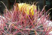 Ferocactus viridescens subs. littoralis je lokalni ili morfološki oblik Ferocactus viridescens . Razlikuje se po brojnijim rebrima koja nisu tuberkulirana, po mnogo gušćim i uglavnom manje spljoštenim bodljama (21-34 naspram 15-25 standardnog Ferocactus viridescens ) i manjim cvetovima obično manjeg od 25 mm u prečniku.
Uzgoj i razmnožavanje:Oni rastu leti i prilično su lake biljke za koje se smatra da sporo rastu. Odgovara im svako bogato, dobro drenirano tlo, poput gline, plovućca, peska lave i samo malo treseta. Ako su u loncima, po mogućnosti ih presadite u proleće, ako im koren postane tesan. Generalno, treba ih presađivati svake druge godine kako bi se osiguralo sveže tlo. Međutim, to ne znači nužno da će trebati veće posude. Otprilike četvrtinu lonca napunite krhotinama, šljunkom itd. kako biste pospešili dobru drenažu. Nakon presađivanja, nemojte zalivati nedelju dana ili više. Redovito zalevajte tokom ciklusa rasta (ova biljka treba puno vode, ali nemojte preterano zalevati i pustiti da im se zemlja osuši između dva zalevanja), a također treba izbegavati vlaženje tela ove biljke dok je na suncu. Mokri kaktus na sunčevoj svetlosti može izazvati opekotine koje mogu dovesti do ožiljaka ili čak gljivičnih infekcija i smrti, zimi držite prilično suvim. Voda se ne sme zadržavati oko korena. Hraniti đubrivom s visokim udelom kalijuma leti.
Izloženost: Vani im je potrebna jaka izloženost, puno sunca ili polusena leti ako je mesto preterano vruće ili svetlo, unutra im je potrebna jaka svetlost i nešto direktnog sunca. Može podneti umerenu senku, a biljku koja je rasla u senci treba polagano očvrsnuti pre nego što je stavite na puno sunce jer će biljka biti ozbiljno opečena ako se prenaglo premesti iz senke na sunce.
Otpornost na mraz: Za siguran uzgoj potrebna je lagana zaštita od smrzavanja, ali može podneti sporadične slabe mrazeve. Ovoj biljci je potrebno razdoblje hladnog odmora zimi kako bi obilno cvetala.
Bo