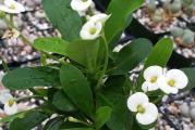 Božiji trn ili još rasprostranjeniji Hristov trn, pripada rodu Euphorbia (mlečika) koji ima preko 200 vrsta.
Stabljika je sukulentna i debljine grafitne olovke, prekrivena sitnim dlačicama-trnjem raspoređenim na 3-4 cm, a između trnja smešteni su svijetlozeleni listići. Listovi pri dnu stabljike prirodno opada, tada stabljika ostaje gola pri dnu. Cvjeta od ranog proljeća pa sve do kraja leta, prekrasnim cvjetićima (braktejama) a traju nekoliko nedelja. Cveta kada dobije dovoljno svetlosti, ali je leti preporučljivo zakloniti je od direktnog sunca u najtopljem delu dana. Dobro podnosi sušu, ima rezervu vode u svojim stabljikama kao i većina sukolenata, pa se s toga može retko zalivati.