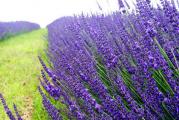 Lavanda - Lavandula angustifolia

Raste kao nizak zbun visine 50-80cm. Listovi su linearno siljasti. Cvetovi su sitni sakupljeni u klasolike cvasti i jako lepe ljubicaste boje, zbog cega se gaji i kao ukrasna biljka. Cvetovi kao i citava biljka su izuzetno prijatno mirisljavi. Zbog dugotrajnog i jedinstvenog mirisa lavanda je danas u domacinstvu jedna od nejvise upotrebljavanih aromaticnih biljki.
Osim u mediteranskom području lavanda se može uspešno gajiti u kontinentalnim krajevima, na nadmorskim visinama do 1200 metara. Dobro podnosi niske temperature do –20°C.
Biljka ima dobro razvijen korenov sistem i odlično podnosi sušu. Za lavandu se može reći da je ekološka biljka jer ne zahteva nikakvu hemijsku zaštitu i dobro uspeva bez mineralnih đubriva. Pogoduju joj slabije plodna i siromašna zemljišta.