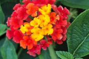 Lantana camara je žbunasta biljka, visine 1-2 metra. Cvetovi su sitni u cvastima, različitih boja tokom celog leta. Plod su okrugle bobice koje liče na plod kupine. Razmnožava se reznicama ili semenom. Prijaju joj mesta na suncu ili polusenci. Zaliva se 2-3 puta nedeljno leti, (po potrebi i svaki dan), i 1-2 puta mesecno tokom zime
Voli sunce i toplotu, ako je na slabom svetlu može se dogoditi i da ne procveta.
