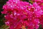 Lagerstroemia indica ili kako je u narodu još zovu indijski jorgovan, je jedan od najatraktivnijih ukrasa bašte. U pitanju je listopadna žbunasta biljka ili može da izraste u našim uslovima tri do četiri metra.
Ima veoma dekorativno stablo neobičnih boja. Kora je izuzetno dekorativna, veoma glatka i u osnovi bež boje, po kojoj su razlivene zelenkasta i crvenkasta, i prošarana tamnobraon linijama nepravilnog oblika, pa deluje kao da raste bez kore!
Mlade grančice izrazito su četvorouglaste, a listovi su naspramni, jednostavni, elipsasti, glatki, kožasti i jarkozeleni, dok su mladi izbojci crvenkaste boje. U kasnu jesen, pre opadanja, listovi dobijaju narandžastu boju. Buketi izuzetno atraktivnih cvetova, pojavljuju se sredinom leta i traju do kasne jeseni.
Može se gajiti na terasi kao pojedinačan žbun ili drvo sa okruglastom krošnjom. Idealno stanište je toplo i sunčano, ali malo zaštićeno od jesenjih vetrova koji mogu da oštete cvetove. Da biste zadržali žbunastu formu, a ujedno i postigli veću cvetnost, potrebno je orezati prošlogodišnje izdanke. Orezivanje se vrši svakog proleća.