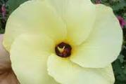 Hibiscus moscheutos je robusna, grmolika trajnica koja dostiže visinu i do 2 m. Ima predivan cvet, velikih demenzija, između 15-25 cm.
Poreklom je iz močvarnih delova SAD (Georgia i Florida) a ima ih i u Kanadi (Ontario).
Pripada porodici Malvaceae (slezovi).
Podnosi temperature i do -30 C.
Prvi jesenji mraz će uništiti nadzemni deo biljke, ali biljka na proleće ponovo kreće iz korena. U jesen biljka može da se oreže 10 cm iznad tla.
Poželjno je zimi, dok je biljka još mlada, zaštititi koren slojem malča ili zemlje. Na proleće, mladi izdanci malo sporije kreću, ali kada se novi izdanci pojave, biljka vrlo brzo raste.
Cveta od jula do septembra.
Voli sunčane položaje i vlažno, drenirano tlo.
Može da raste i u polusenci, ali tada slabije cveta.
Uspeva u skoro svim tipovima tla, samo je bitno da se zemlja ne isušuje, tako da je treba redovno zalivati u vrelim letnjim mesecima.
Razmnožava se deljenjem korena (u martu-aprilu) ili semenom.
Može se gajiti i kao balkonska biljka u dubljim saksijama.