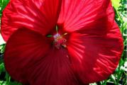 Hibiscus moscheutos je robusna, grmolika trajnica koja dostiže visinu i do 2 m. Ima predivan cvet, velikih demenzija, između 15-25 cm.
Poreklom je iz močvarnih delova SAD (Georgia i Florida) a ima ih i u Kanadi (Ontario).
Pripada porodici Malvaceae (slezovi).
Podnosi temperature i do -30 C.
Prvi jesenji mraz će uništiti nadzemni deo biljke, ali biljka na proleće ponovo kreće iz korena. U jesen biljka može da se oreže 10 cm iznad tla.
Poželjno je zimi, dok je biljka još mlada, zaštititi koren slojem malča ili zemlje. Na proleće, mladi izdanci malo sporije kreću, ali kada se novi izdanci pojave, biljka vrlo brzo raste.
Cveta od jula do septembra.
Voli sunčane položaje i vlažno, drenirano tlo.
Može da raste i u polusenci, ali tada slabije cveta.
Uspeva u skoro svim tipovima tla, samo je bitno da se zemlja ne isušuje, tako da je treba redovno zalivati u vrelim letnjim mesecima.
Razmnožava se deljenjem korena (u martu-aprilu) ili semenom.
Može se gajiti i kao balkonska biljka u dubljim saksijama.