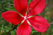 Hibiscus Coccineus je robusna, grmolika trajnica koja dostiže visinu i do 2 m. Ima predivan cvet, velikih demenzija, između 15-25 cm.
Poreklom je iz močvarnih delova SAD (Georgia i Florida) a ima ih i u Kanadi (Ontario).
Pripada porodici Malvaceae (slezovi).
Podnosi temperature i do -30 C.
Prvi jesenji mraz će uništiti nadzemni deo biljke, ali biljka na proleće ponovo kreće iz korena. U jesen biljka može da se oreže 10 cm iznad tla.
Poželjno je zimi, dok je biljka još mlada, zaštititi koren slojem malča ili zemlje. Na proleće, mladi izdanci malo sporije kreću, ali kada se novi izdanci pojave, biljka vrlo brzo raste.
Cveta od jula do septembra.
Voli sunčane položaje i vlažno, drenirano tlo.
Može da raste i u polusenci, ali tada slabije cveta.
Uspeva u skoro svim tipovima tla, samo je bitno da se zemlja ne isušuje, tako da je treba redovno zalivati u vrelim letnjim mesecima.
Razmnožava se deljenjem korena (u martu-aprilu) ili semenom.
Može se gajiti i kao balkonska biljka u dubljim saksijama.