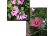 Ova vrsta hibiskusa cveta od jula pa sve do septembra meseca, mnostvom dugotrajnih cvetova koji se ubrajaju u red najlepsih i najraskosnijih zbog velikog broja latica. Odlicno podnosi orezivanje kojim se veoma lako moze oblikovati njen rast. Zbog toga su cesto vidjene zive ograde od bastenskog hibiskusa. Odlicno podnose sve tipove zemljista i vole suncane strane dvorista. Nije redak slucaj da se gaji na balkonima i terasama.