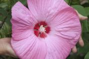 Hibiscus moscheutos je robusna, grmolika trajnica koja dostiže visinu i do 2 m. Ima predivan cvet, velikih demenzija, između 15-25 cm.
Poreklom je iz močvarnih delova SAD (Georgia i Florida) a ima ih i u Kanadi (Ontario).
Pripada porodici Malvaceae (slezovi).
Podnosi temperature i do -30 C.
Prvi jesenji mraz će uništiti nadzemni deo biljke, ali biljka na proleće ponovo kreće iz korena. U jesen biljka može da se oreže 10 cm iznad tla.
Poželjno je zimi, dok je biljka još mlada, zaštititi koren slojem malča ili zemlje. Na proleće, mladi izdanci malo sporije kreću, ali kada se novi izdanci pojave, biljka vrlo brzo raste.
Cveta od jula do septembra.
Voli sunčane položaje i vlažno, drenirano tlo.
Može da raste i u polusenci, ali tada slabije cveta.
Uspeva u skoro svim tipovima tla, samo je bitno da se zemlja ne isušuje, tako da je treba redovno zalivati u vrelim letnjim mesecima.
Razmnožava se deljenjem korena (u martu-aprilu) ili semenom.
Može se gajiti i kao balkonska biljka u dubljim saksijama.