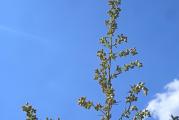    Mugwort  Crni Pelin   Divlji Pelin  Artemisia Vulgaris  L. 
                                    
 Ako želite da se oslobodite: 
-	Bolesti zavisnosti  
-	Crne magije, bačene na vas ili vama bliske osobe
-	Demona i zlih duhova iz kuće
-	Depresije, anksoznosti, paničnih napada, nemira i razdražljivosti 
-	Hipohondrije i umora
-	Noćnih mora, problema sa spavanjem, loših snova i  nesanice
-	Negativne energije, urokljivog oka i energetskih vampira

Ako želite da imate : 
                -  Snove u boji, proročke snove i lucidne snove
                -  Da ojačate svoj nervni system,   do neslućenih granica
                - Da otvorite vrata novih percepcija
                - Da poboljšate meditiranje 
                -  Da povećate koncentraciju i poboljšate panćenje                         
                      U tome će vam pomoći biljka Mugwort,  Artemisia Vulgaris  L,  jedna od najmisterijoznih biljki, Majka svih biljki moći.
Biljka koja po meni ima moć natprirodnih delovanja.  Uživajte u blagotvornim svojstvima Mugworta.

Jedno od najjačih  čarobnih  delovanja  Crnog  Pelina je  predviđanje i proricanje. Majka svih svetih biljaka Mugwort, koristila se u obredima proricanja i sanjanja od postanka ljudske vrste. Postoje velike razlike u načinu na koji sanjaju  muškarci i žene. Žene se uvek bolje sećaju snova od muškaraca.
 Ženama je mnogo lakše da se povežu sa ovim čudotvornim biljnim saveznikom. Mugwort je poznat po tome što ublažava sve simptome koje žene maju pre i za vreme perioda. Žene su nosile seme Mugworta sa sobom kroz vekove.  Nekad davno žene su se za vreme krvarenja izdvajale na posebna mesta. Tamo su uz pomoć Mugworta sanjale, delile medjusobno  snove, predvidjale budućnost i komunicirale sa precima. Artemisia Vulgaris  im u tome mnogo pomagala. Mugwort se od davnina koristio u svetim obredima i ritualima vezanim za proricanje. 
Da li nam je ova biljka data kao pomoć da imamo i otključa