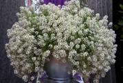 Na dnu ove stranice mozete pogledati ostale moje oglase,Kupovinom od jednog prodavca stedite na postarini..

Lobularija (Lobularia maritima) vodi poreklo sa Mediterana i Kanarskih ostrva,Veoma dobro prekriva površine gde je uzgajamo, dekorativna je i otporna. Zbog svojih osobina je postala veoma cenjena u cvećarstvu.Stabljika lobularije dostiže visinu do 40-60 cm, listovi su dugački i špicasti. Stvara mnogo sitnih cvetova. Skoro cela biljka je prekrivena cvetovima koji su bele boje.

Lobularija se lako uzgaja i dosta je otporna na mraz. Odlikuje se razvučenim periodom cvetanja, od ranog proleća do kasne jeseni. Intenzivan miris cvetova podseća na miris meda. Često se uzgaja na kamenjarima, u saksijama, žardinjerama, visećim saksijama ili između ploča koje formiraju staze.

Voli suncana mesta...

Razmnozava se semenom, a seje sena dubini 0.5 cm u februaru-april u zatvorenom prostoru, Optimalna temperatura za setvu i razvoj je od 15-18 C. Iznikle biljke iz rasada se rasadjuju(10x10cm) napolju april -maj nakon poslednjih mrazeva,U daljem uzgoju (posle presadivanja) voli malo nizu temperaturu od 10-12 C i voli svetlo prozracno mesto. Moze se sejati direktno u basti kad prode opasnost od mrazeva(MAJ),dubina sejanja 1 cm,Razmak,10x10cm,Cveta skoro do prvih mrazeva...

Prodaje se 100+ semena