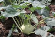 Na dnu ove stranice mozete videti ostale moje oglase,,Kupovinom od jednog prodavca stedite na postarini..

Rana sorta, dužine vegetacije od 40-50 dana. Plod je svetlozeleno-bele boje, blago spljoštenog oblika, bez drvenastog dela. Sorta je namenjena za poljsku proizvodnju i svežu upotrebu.Od kelerabe koristi se zadebljali nadzemni deo kao varivo. Sadrži dosta vitamina C, minerala, šećera i belančevina...

NAČIN PROIZVODNJE RANE KELERABE:
Setva u tople leje (sandučić): od 25. februara do 10. marta;  pikiranje u fazi kotiledona i pojave prvog pravog lista.
Rasađivanje: od 1. do 10. aprila, na otvorenom polju, na rastojanje 50 x 20-30 cm.

NAČIN PROIZVODNJE KASNE KELERABE:
Setva u hladnu leju: od 25. maja do 5. juna
Rasađivanje: od 25. juna do 15. jula, na rastojanje 50 x 30 cm.

Prodaje se oko 40-50  semena..
