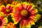 Na dnu ove stranice mozete pogledati sve moje oglase.,Kupovinom od jednog prodavca stedite na postarini..


Gaillardia aristata Arizona Sun, opšte poznata kao Arizona Sun Blanket Flover, je prelepa višegodišnja biljka koja pripada porodici Asteraceae. Ova biljka je poznata po velikom, upadljivom cveću i atraktivnom lišću.

Biljka obično raste do visine od 40 cm  i širi se oko 50-cm. Ima uspravne, grudvaste navike i proizvodi jake, čvrste stabljike koje su prekrivene tamnozelenim listovima u obliku koplja.Stabljike su prekrivene velikim cvetovima nalik na tratinčice koje cvetaju sredinom do kasnog leta. Cveće je upečatljiva mešavina crvene i žute boje, sa istaknutim tamnim centralnim diskom koji je u lepom kontrastu sa laticama.

Jedna stvar koju treba napomenuti u vezi sa Gaillardia aristata Arizona Sun je da se može prilično brzo širiti kroz podzemne trkače, tako da će možda morati da se deli svakih nekoliko godina da bi se kontrolisao njen rast. Pored toga, biljka može samozasijati i naturalizovati se u odgovarajućim uslovima rasta.
Gaillardia aristata Arizona Sun je atraktivna, izdržljiva višegodišnja biljka koja se lako održava i koja pruža dugotrajan prikaz boje i privlači razne oprašivače, uključujući leptire i pčele. Odličan je izbor za bašte, granice i druge projekte uređenja, posebno za one kojima je potrebna biljka sa svetlim, privlačnim cvećem koje može dodati smelu izjavu svakoj bašti. Mešavina crvene i žute boje u cveću je zaista zapanjujuća i izdvaja ovu biljku od drugih.

Setva u zatovorenom februar-april,dubina setve 1 cm,Rasaditi na otvorenom od maja meseca (moguca i direktna setva od maja na + 15 stepeni,ali je preporucljiva setva iz rasada),razmak setve ili rasadjivanja 20 cm.



Prodaje se 30 krupnija semena
