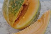 Na dnu ove stranice mozete pogledati ostale moje oglase.Kupovinom od jednog prodavca stedite na postarini...

Stara domaća sorta, plodovi teže 2-5kg. Meso je narandzasto,umereno slatko,suvo i veoma mirisno,okruglog obilika ploda,zute i puckave kore sa izrazenim rebrima.Ovo je domaca sorta dinje,neprskana i uzgajana potpuno organski..

Optimalne temperature za rast i razvoj su od 20-27 °C, a u periodu dozrevanja od 25-28 °C.

Sejanje iz rasada... Setva semena za gajenje rasada dinje koje trebaju biti spremne za sadnju za kraj aprila-pocetak maja, vrši se 10. - 15.03. Na dubini 3 cm,,U zaštićenom prostoru (plastenik, staklenik, topla leja)U fazi 6-8 listova biljke su spremne za presadjivanje..

Sejanje rasada na otvoreno.. Vreme sadnje je kada prođe opasnost od mrazeva. U našim uslovima to jekraj Aprila-početkom maja, oko Đurđevdana..Razmakom 130-x60-70 cm

Gajenje u niskim tunelima (20-30 april)- Na pripremljenu zemlju (stajsko đubrivo, đubrivo, dezinsekcija i dr.) se postavlja crna folija koja mora dobro prijanjati uz zemljište. Na razmak 60-70 cm u redu naprave se otvori u koje se seje seme ili sade sadnice dinje. Posejane ili posađene lubenice pokriju se plastičnom folijom u vidu niskog tunela visine 50-70 cm. Red od reda udaljen je 100- 130 cm.

Direktna setva..U našim uslovima najbolje je direktnu setvu obaviti između 20. i 30. aprila, 4 cm dubine ,i razmakom 130x60-70 cm, U praksi najbitnije nam je da temperatura zemljišta na dubini do 10 cm bude 12°C. Seme klija za 8-10 dana.

Prodaje se 5 semena 
