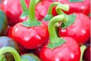 Na dnu ove stranice mozete pogledati ostale moje oglase,Kupovinom od jednog prodavca stedite na postarini..

Paprika 'okrugla' (Capsicum annuum) spada u sorte namijenjene uzgoju u loncima ili balkonskim kutijama. Njegovi okrugli plodovi koji podsećaju na kuglice od 2 cm su veoma vreli i imaju visoku ukrasnu vrednost. Oni se zelenkasto-bijeli kada se razvijaju, postepeno mijenjaju boju u žutu, kroz narančastu, do karmin-crvene kada potpuno sazrijevaju. Sjajna, glatka kora voća pokriva kompaktno, veoma vrelo meso koje papričke usjeve čini idealnom dopunom vrućim sosovima, juhama i drugim toplim jelima. Ove plodove možete zamrznuti i sačuvati.

Setva : S proleća od februara do kraja aprila Na dubini od 1-1.5 cm. Ukoliko se uzgaja u stakleniku ili u zatvorenom pored osvetljenog prozora u saksiji,tokom cele godine...

Direktna setva od Maja meseca na otvoreno,dubina 2 cm..Razmak između biljaka: 25 - 40 cm

Za uspesno klijanje potrebna je temperatura 25-30 stepeni, A nocna temperatura ne ispod 10 stepeni...


Prodaje se 10 semena