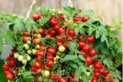 Na dnu ove stranice mozete pogledati ostale moje oglase,kupovinom od jednog prodavca stedite na postarini..

Paradajz crveni chery (Solanum licopersicum) je rana patuljasta sorta koja daje plodove tipa trešnje na vučnim visecim stabljikama.Paradajz tipa čeri izuzetnog je ukusa sladak, sočan i čvrst,svetlo crvene boje ne pada sa biljaka i ne puca.Pravilan uzgoj i toplo,sunčano mesto će vam omogućiti da uberete bogate useve zdravih plodova pravilnog oblika.Jedna biljka može proizvesti vise od 500-600 ukusnih plodova  tezine po 10-15gr..Pogodan je za sejanje u saksijama,korpama na terasama,balkonima ili u vrtu..
Sadrže velike količine vitamina C, beta-karotena, organskih kiselina i drugih zdravih jedinjenja, kao što je likopen, koji neutrališe slobodne radikale i sprečava nastanak ateroskleroze.

Uzgoj: posejati seme pod pokrovom (na dubini do 1cm) od sredine marta do početka aprila ili direktno u zemljište od sredine maja do sredine juna (na dubini 2cm) Ili Rasadi od sredine maja do sredine juna. Plodovi su spremni za berbu krajem Jula, pocetkom Avgusta...


Prodaje se 6 semena
