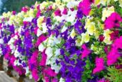 Na dnu ove stranice mozete pogledati ostale moje oglase,Kupovinom od jednog prodavca stedite na postarini..

Petunia hanging flowers 'Balkon Mix' sadrži mešavinu nekoliko petunijskih sorti sa dugim visec´im izdancima od 60-80 cm i raznobojnim cvetovima; sorte bogato rastu tokom dugog vremenskog perioda. Biljke su fino rešenje za sijače balkona, visec´e kontejnere, lonce ili različite vrste sadilica. Lijepe sorte koje dolaze u petunijskom cvijetu sa balkonom Mix od maja do oktobra.


Uzgoj: posijati sjeme pod pokric´em od februara do marta; ne prekrijte biljke zemljom, samo ih lagano pritisnite. Seme klija za 10 do 14 dana na 18-22oC. Pikirati sadnice( 5-7 nedelja) u razmacima od 5x5cm. Postavite u stalnu poziciju u razmacima od 20-25cm u maju. Uzgajajte biljke na vlažnim plodnim tlima na sunčanim ili blago zasjenjenim položajima. Često ih hranite posebno tokom perioda cvetanja.


Prodaje se  (oko 4000+ semena)