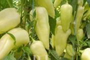 Na dnu ove stranice mozete pogledati ostale moje oglase,Kupovinom od jednog prodavca stedite na postarini..

Paprika Ljuta bela – seme rane krupne i ljute paprike idealne za svežu upotrebu i salate, za grilovanje, pečenje i u belolučanim salatama.
Za one koje vole mesnate i krupne plodove ljute paprike ova sorta će prevazići sva očekivanja. Lako ćeš brati plodove dužine oko 20 cm i širine 4­,5 cm, tezine od 120 do 160gr sa brzorastućih biljaka. Ova paprika je pogodna za rano gajenje u špaliru i na otvorenom polju, i u toku zrenja prelazi iz prijatne svetlo zelene u crvenu boju.
Plodovi sazrevaju za 50 dana.
Ova sorta je veoma otporna na bolesti i posebno pogodna za profesionalnu proizvodnju.

Setva,,Od januara do marta u zatvorenom,Na otvorenom od aprila do juna,Rasadjivanje od aprila do maja..
Dubina setve je 1-1,5 сm. Rasađivanje se vrši na dobro pripremljenom zemljištu dubine 5-6 сm,razmak 50-60x20cm..
Nega: navodnjavanje 7-8 puta u toku vegetacije, razbijanje pokorice i zaštita od korova, bolesti i štetočina. Hranljivost i lekovita vrednost: paprika je bogata vitaminom B i C i raznim mineralima, ima purgativno i diuretičko dejstvo.

Prodaje se 10 semena
