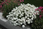  Na dnu ove stranice mozete pogledati ostale moje oglase,Kupovinom od jednog prodavca stedite na postarini..

Iberis Umbellata je zeljasta jednogodišnja cvjetnica visine 25-30 cm koja je porijeklom iz mediteranskog regiona. Seme brzo klija, a takođe se zove Globe Candituft,, razvijeni Iberis Umbelata proizvodi upadljive grozdove malih cvetova koji su u rasporedu boje od bele do ružičaste i ljubičaste.Ima sjajne tamnozelene listove u obliku koplja, a mirisni cvetovi Globe Canditufta privlače pčele i leptire.

Iberis se široko uzgaja u svim vrstama baštenskih okruženja kao što su cvetne leje, bordure, kontejneri, bašte za sečenje.Cveta tokom leta i jeseni..


Seme se seje (mart-jun)u rano proleće u većini područja, ali se može sejati u kasno proleće ili rano leto,Najbolje je posejati seme direktno u bašti. Ako odlucite sejati  u zatvorenom prostoru, koristite saksije od treseta ili vlakana da biste smanjili smetnje prilikom presađivanja.
Držite vlažnim do klijanja...

Setva Mart-Jun,,na dubina 0.5-1cm,Razmak sadnje 20x30cm(seje se u redove na suncanom mestu)

Prodaje se 30-50 semena
